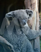 Oceanía, explorando más allá | Australia + New Zeland