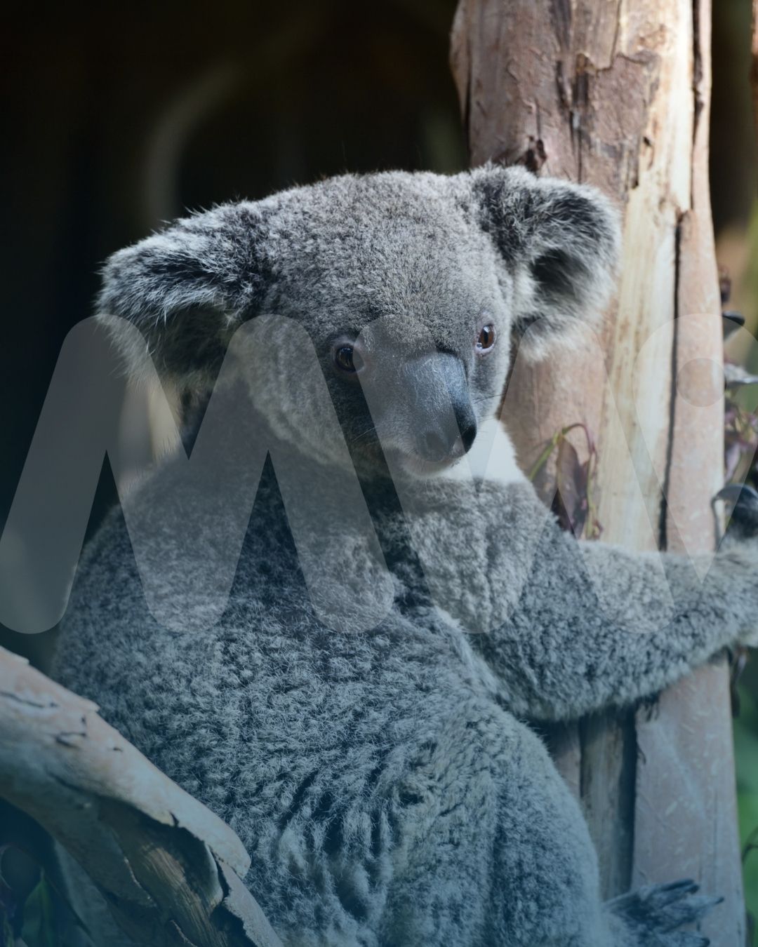 Oceanía, explorando más allá | Australia + New Zeland